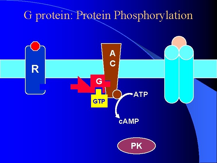 G protein: Protein Phosphorylation A C R G GTP ATP c. AMP PK G protein: Protein Phosphorylation A C R G GTP ATP c. AMP PK
