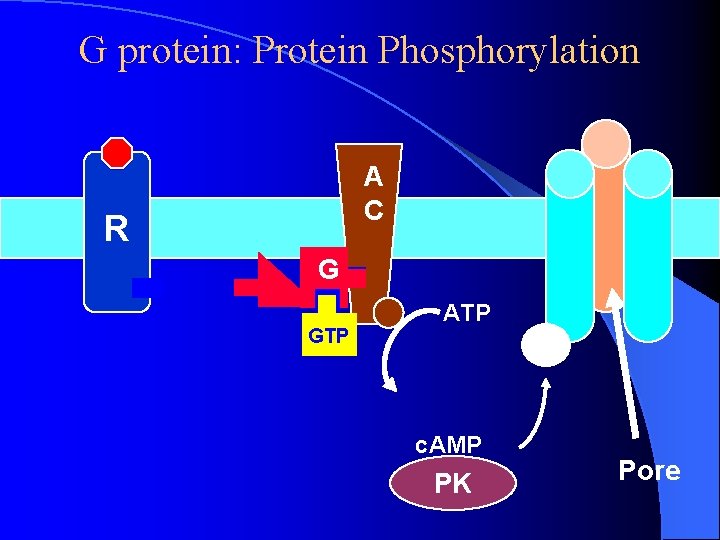 G protein: Protein Phosphorylation A C R G GTP ATP P c. AMP PK G protein: Protein Phosphorylation A C R G GTP ATP P c. AMP PK