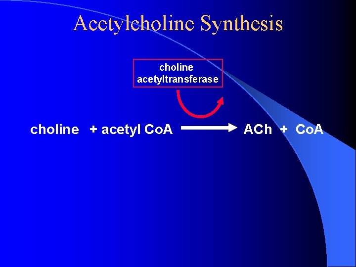 Acetylcholine Synthesis choline acetyltransferase choline + acetyl Co. A ACh + Co. A Acetylcholine Synthesis choline acetyltransferase choline + acetyl Co. A ACh + Co. A