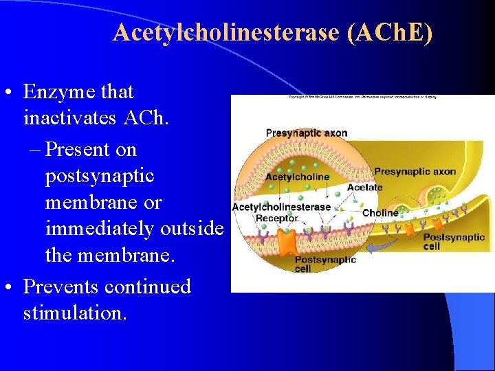 Acetylcholinesterase (ACh. E) • Enzyme that inactivates ACh. – Present on postsynaptic membrane or Acetylcholinesterase (ACh. E) • Enzyme that inactivates ACh. – Present on postsynaptic membrane or
