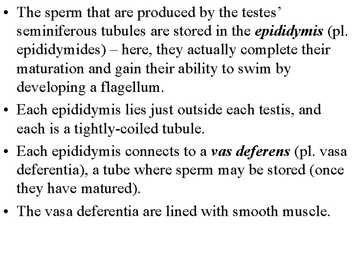  • The sperm that are produced by the testes’ seminiferous tubules are stored