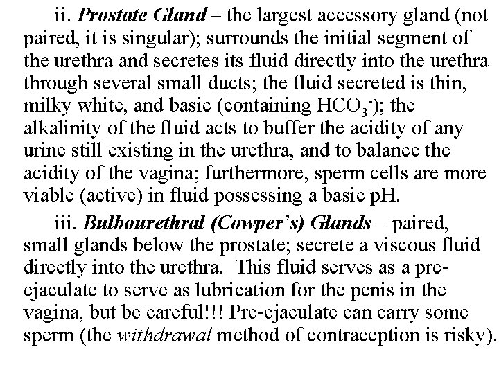 ii. Prostate Gland – the largest accessory gland (not paired, it is singular); surrounds