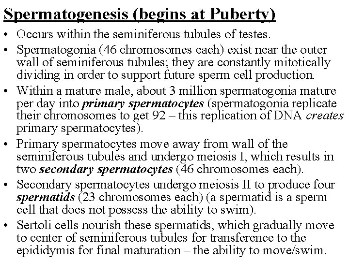 Spermatogenesis (begins at Puberty) • Occurs within the seminiferous tubules of testes. • Spermatogonia