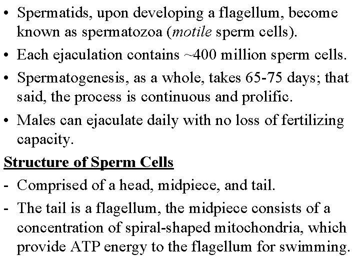  • Spermatids, upon developing a flagellum, become known as spermatozoa (motile sperm cells).