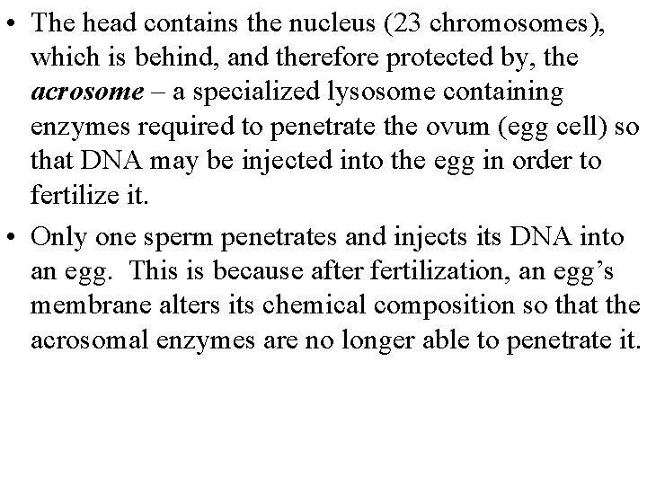  • The head contains the nucleus (23 chromosomes), which is behind, and therefore