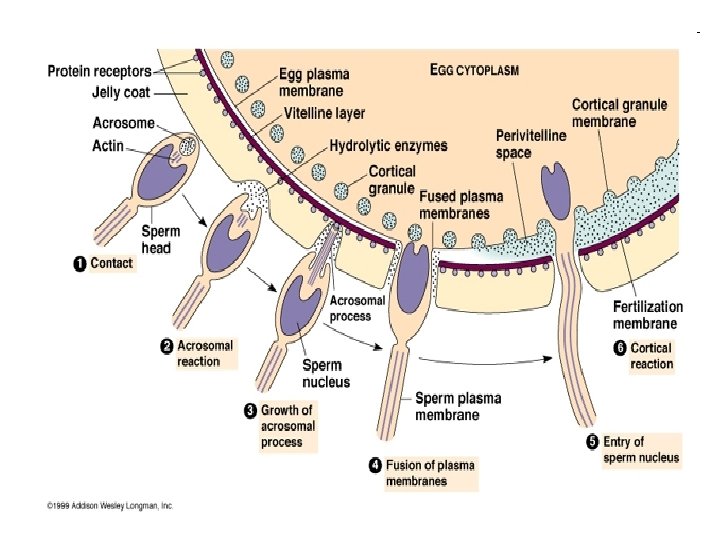 The Reproductive System Male and Female General Reproduction