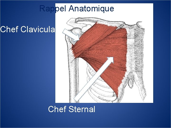Rappel Anatomique Chef Claviculaire Rappa Chef Sternal 