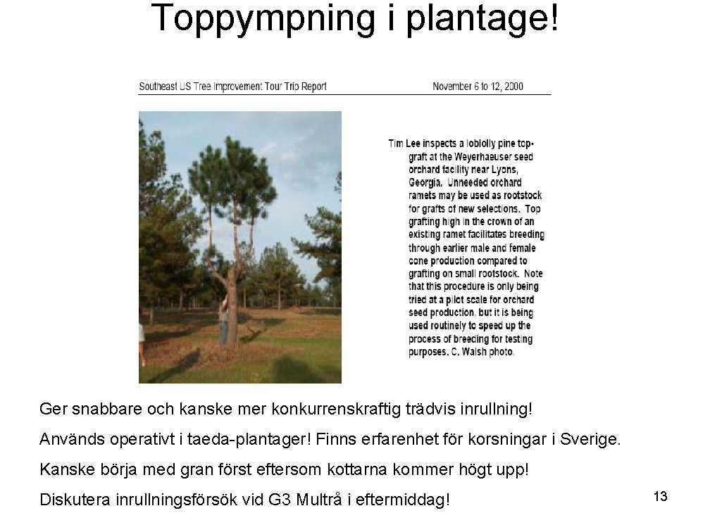 Toppympning i plantage! Ger snabbare och kanske mer konkurrenskraftig trädvis inrullning! Används operativt i