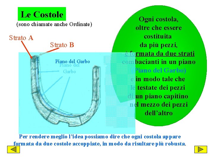 Le Costole (sono chiamate anche Ordinate) Strato A Strato B Piano del Garbo Ogni