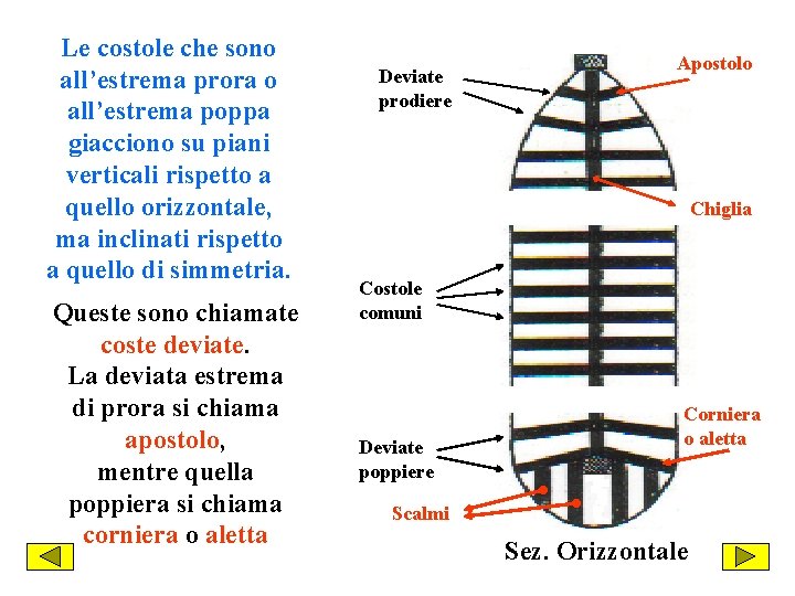 Le costole che sono all’estrema prora o all’estrema poppa giacciono su piani verticali rispetto