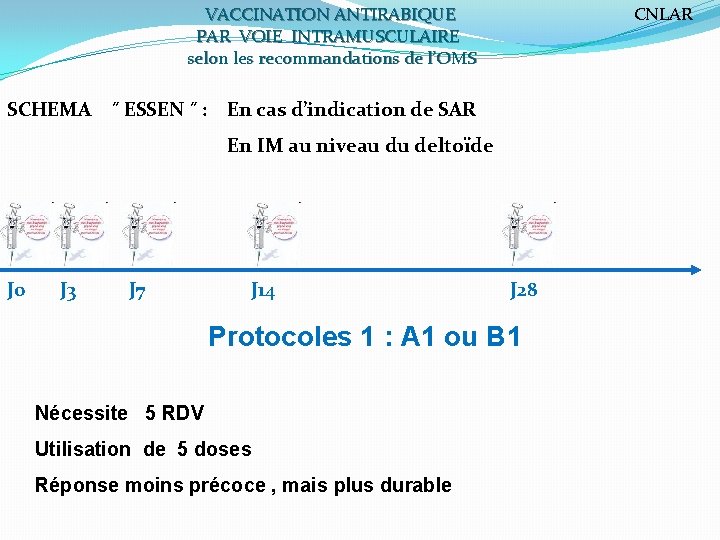 VACCINATION ANTIRABIQUE PAR VOIE INTRAMUSCULAIRE selon les recommandations de l’OMS CNLAR SCHEMA ˝ ESSEN