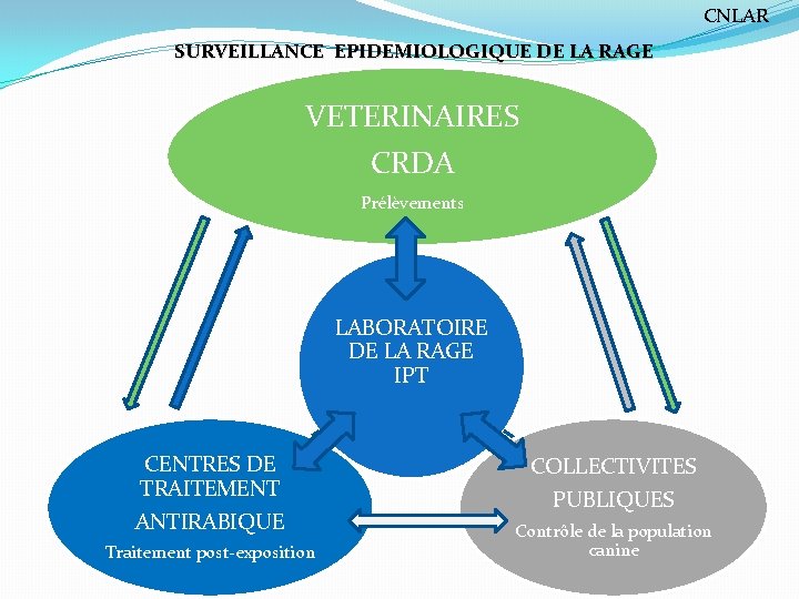 CNLAR SURVEILLANCE EPIDEMIOLOGIQUE DE LA RAGE VETERINAIRES CRDA Prélèvements LABORATOIRE DE LA RAGE IPT