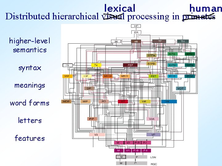 lexical human Distributed hierarchical visual processing in primates higher-level semantics syntax meanings word forms