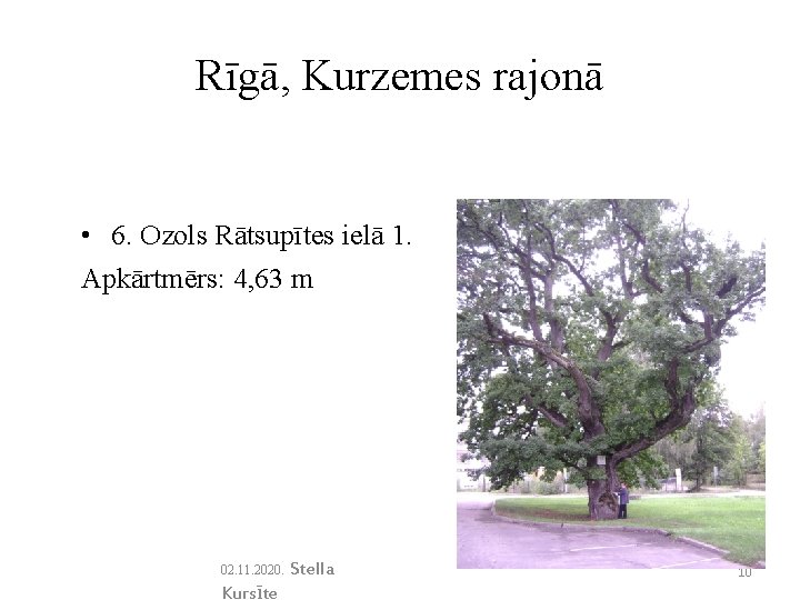 Rīgā, Kurzemes rajonā • 6. Ozols Rātsupītes ielā 1. Apkārtmērs: 4, 63 m 02.