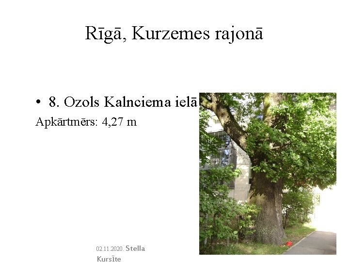 Rīgā, Kurzemes rajonā • 8. Ozols Kalnciema ielā 9. Apkārtmērs: 4, 27 m 02.