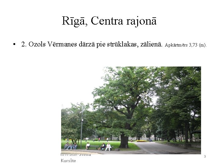 Rīgā, Centra rajonā • 2. Ozols Vērmanes dārzā pie strūklakas, zālienā. Apkārtmērs 3, 73