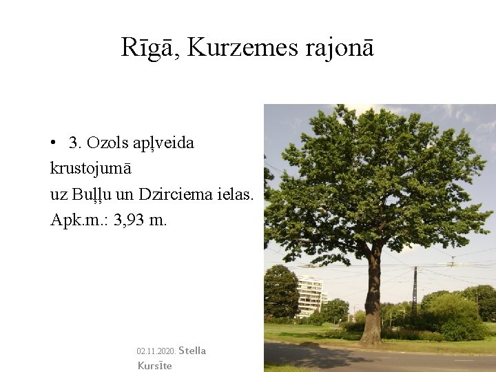 Rīgā, Kurzemes rajonā • 3. Ozols apļveida krustojumā uz Buļļu un Dzirciema ielas. Apk.