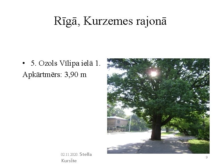Rīgā, Kurzemes rajonā • 5. Ozols Vīlipa ielā 1. Apkārtmērs: 3, 90 m 02.