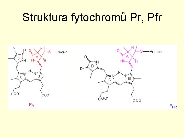 Struktura fytochromů Pr, Pfr 