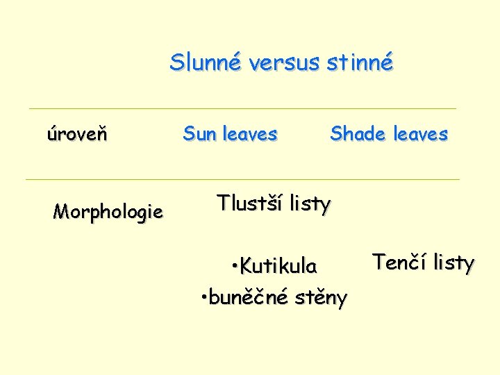 Slunné versus stinné úroveň Morphologie Sun leaves Shade leaves Tlustší listy • Kutikula •