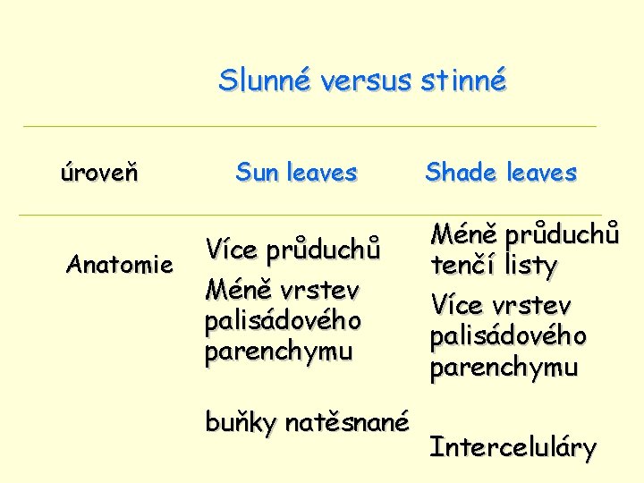 Slunné versus stinné úroveň Anatomie Sun leaves Více průduchů Méně vrstev palisádového parenchymu buňky