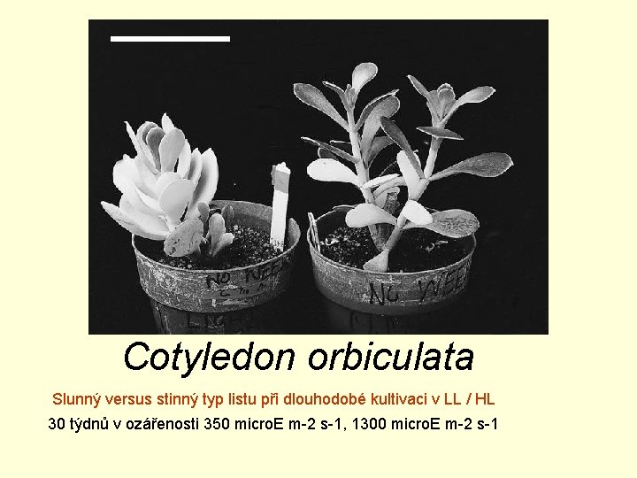 Cotyledon orbiculata Slunný versus stinný typ listu při dlouhodobé kultivaci v LL / HL