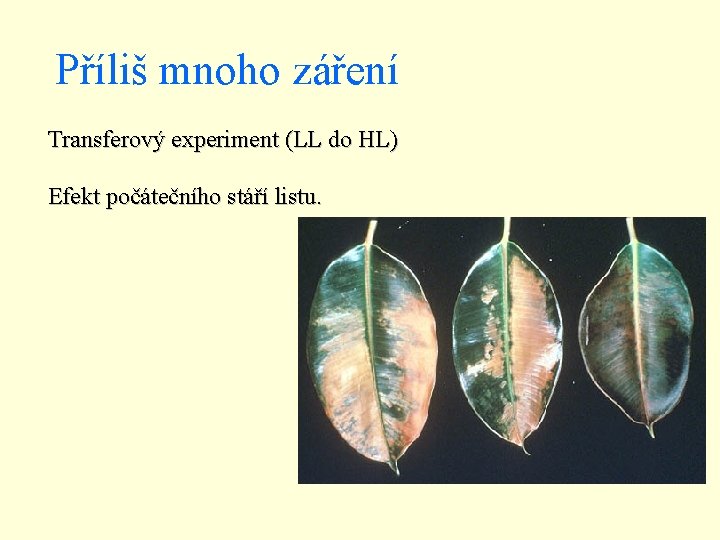 Příliš mnoho záření Transferový experiment (LL do HL) Efekt počátečního stáří listu. 