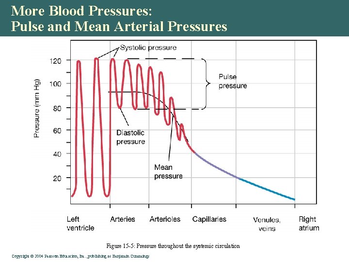 More Blood Pressures: Pulse and Mean Arterial Pressures Figure 15 -5: Pressure throughout the