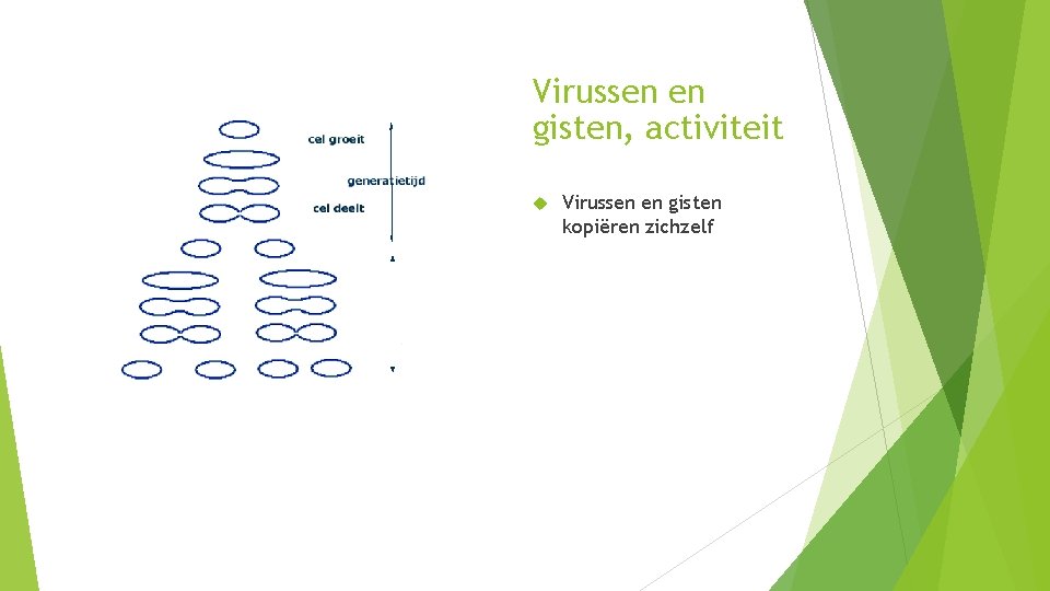 Virussen en gisten, activiteit Virussen en gisten kopiëren zichzelf 