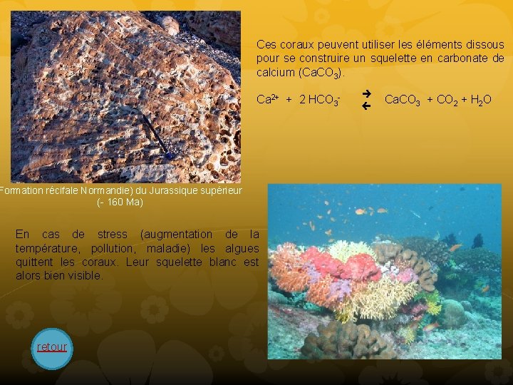 Ces coraux peuvent utiliser les éléments dissous pour se construire un squelette en carbonate