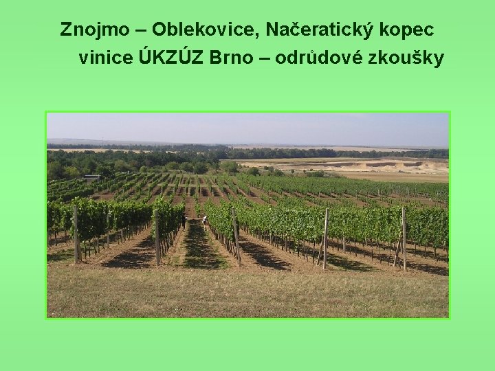 Znojmo – Oblekovice, Načeratický kopec vinice ÚKZÚZ Brno – odrůdové zkoušky 