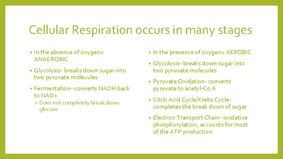 Cellular Respiration occurs in many stages • • • In the absence of oxygen=