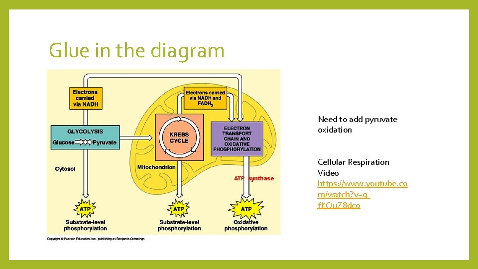 Glue in the diagram Need to add pyruvate oxidation Cellular Respiration Video https: //www.