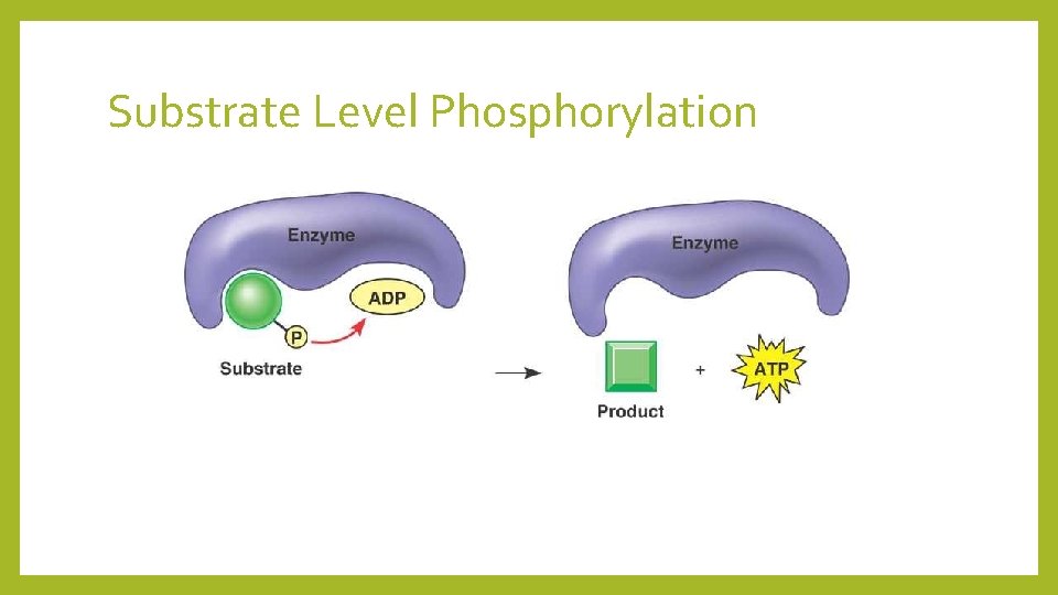 Substrate Level Phosphorylation 