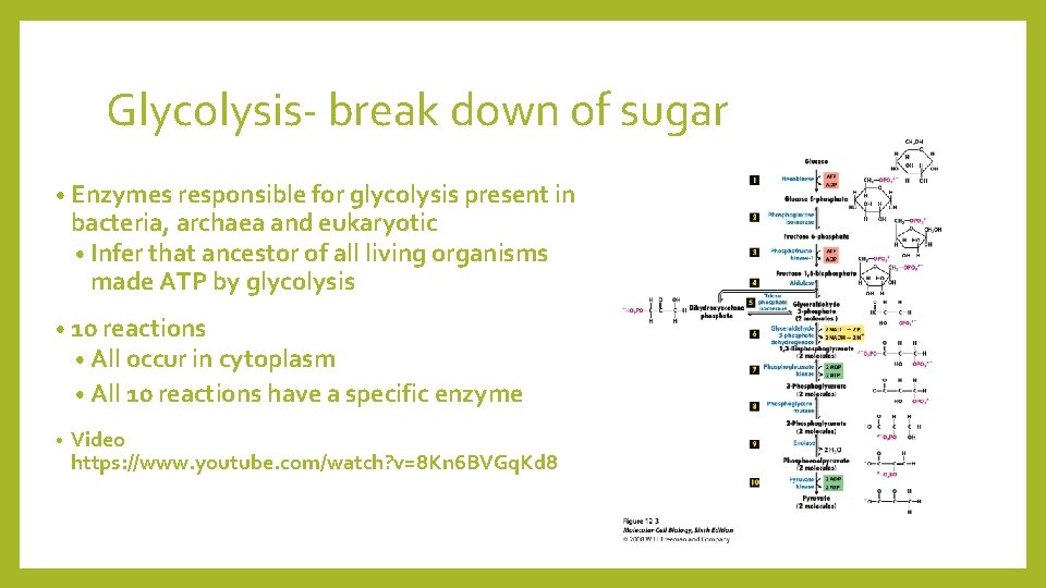 Glycolysis- break down of sugar • Enzymes responsible for glycolysis present in bacteria, archaea