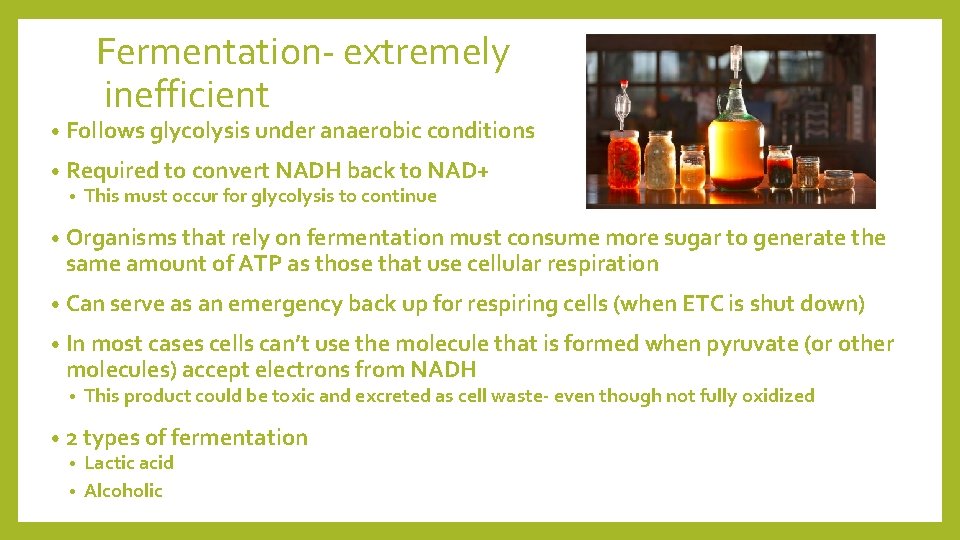 Fermentation- extremely inefficient • Follows glycolysis under anaerobic conditions • Required to convert NADH