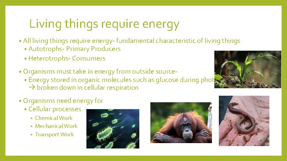 Living things require energy • All living things require energy- fundamental characteristic of living
