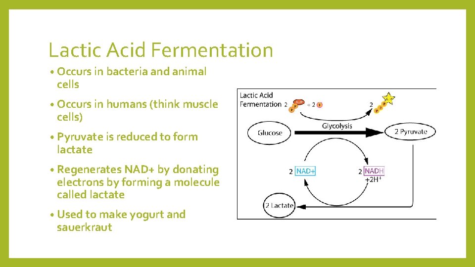 Lactic Acid Fermentation • Occurs in bacteria and animal cells • Occurs in humans