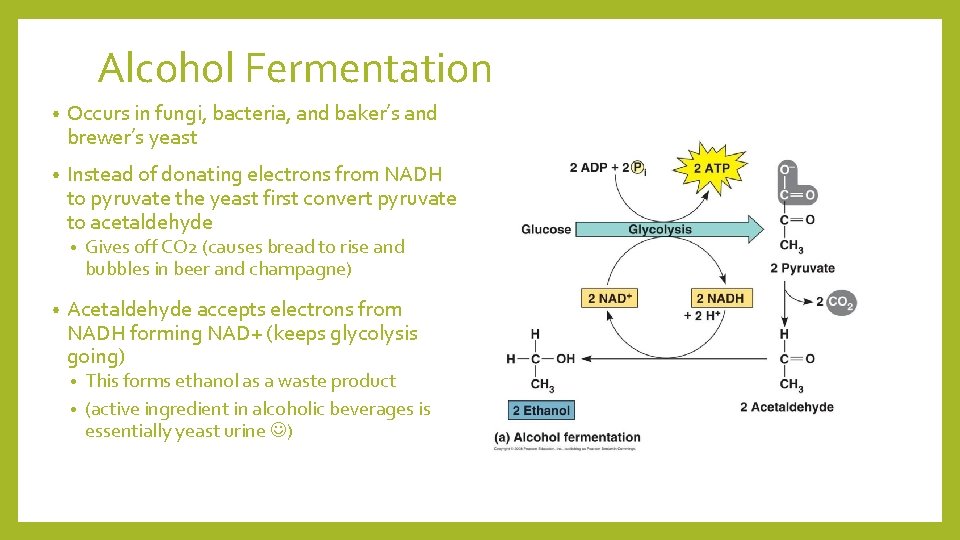 Alcohol Fermentation • Occurs in fungi, bacteria, and baker’s and brewer’s yeast • Instead