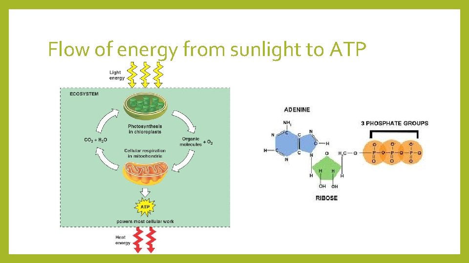 Flow of energy from sunlight to ATP 