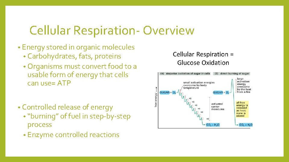 Cellular Respiration- Overview • Energy stored in organic molecules • Carbohydrates, fats, proteins •