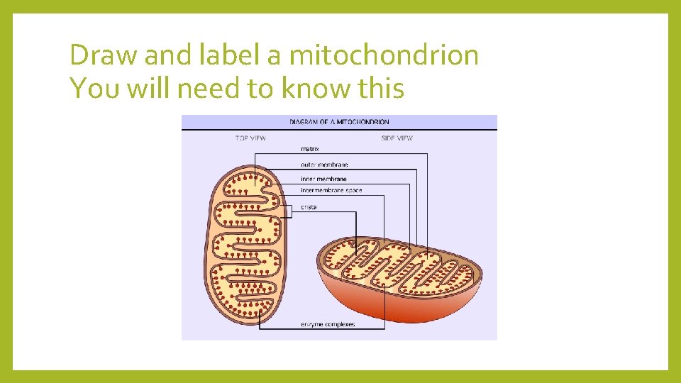 Draw and label a mitochondrion You will need to know this 