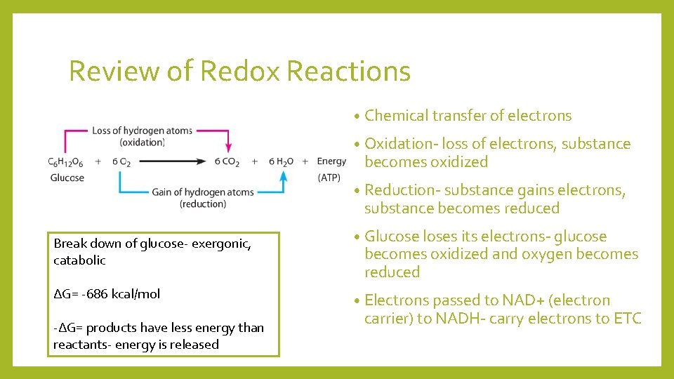 Review of Redox Reactions • Chemical transfer of electrons • Oxidation- loss of electrons,