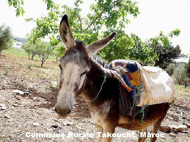 Commune Rurale Takoucht, Maroc 