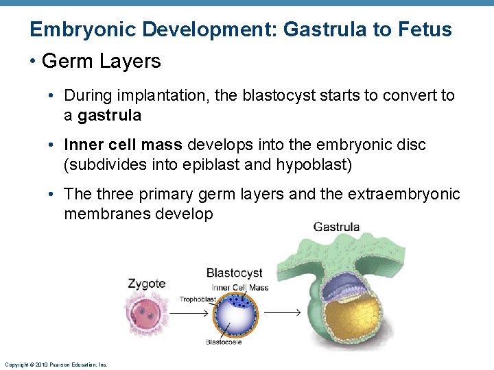 Embryonic Development: Gastrula to Fetus • Germ Layers • During implantation, the blastocyst starts