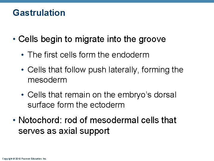 Gastrulation • Cells begin to migrate into the groove • The first cells form
