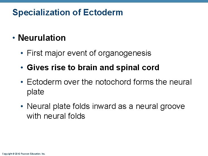 Specialization of Ectoderm • Neurulation • First major event of organogenesis • Gives rise