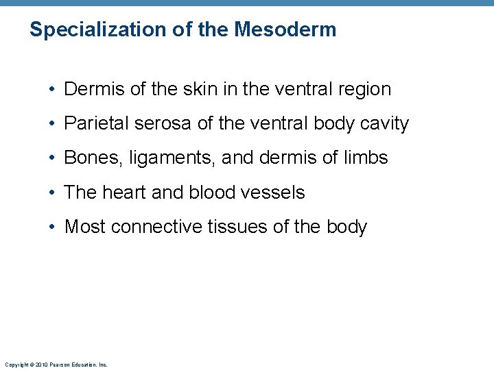 Specialization of the Mesoderm • Dermis of the skin in the ventral region •