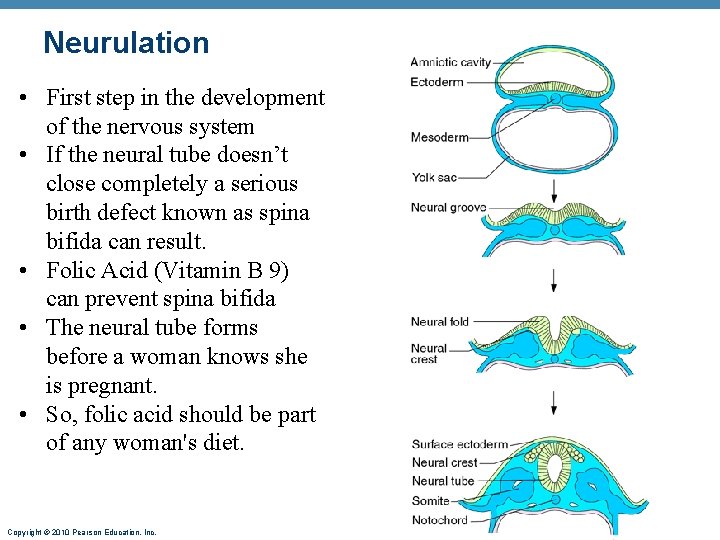 Neurulation • First step in the development of the nervous system • If the