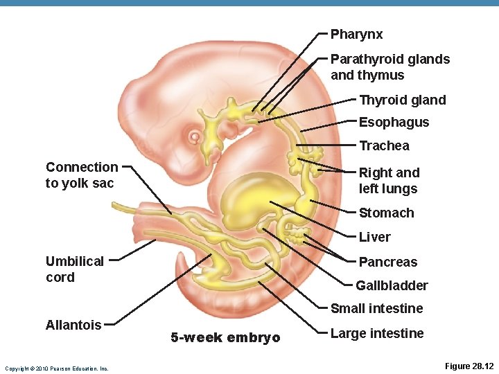 Pharynx Parathyroid glands and thymus Thyroid gland Esophagus Trachea Connection to yolk sac Right